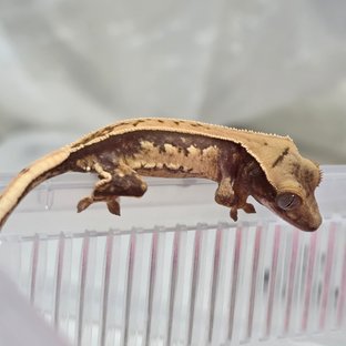 노멀 핀스트라이프 트라이 쿼드