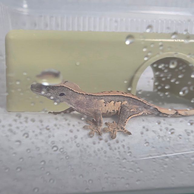 노멀 핀스트라이프 트라이 쿼드