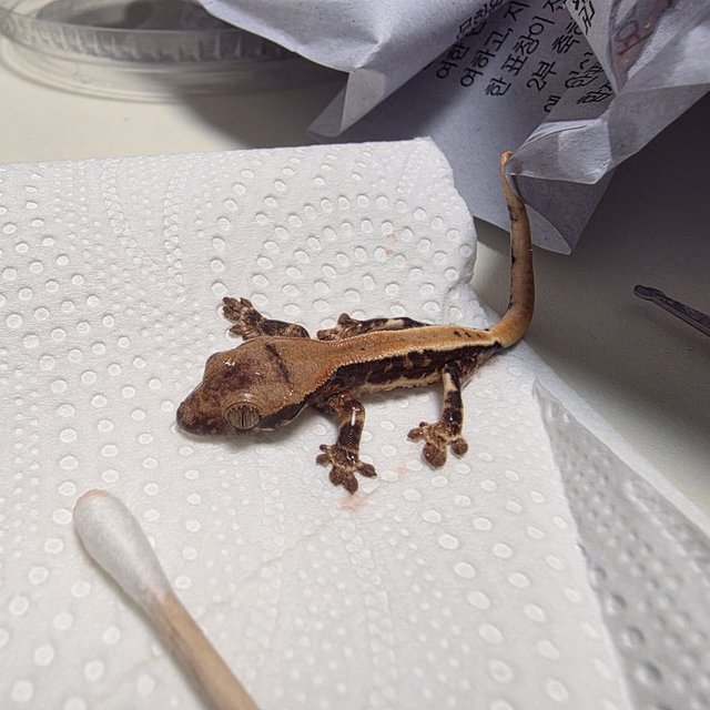 릴리100%헷아잔틱