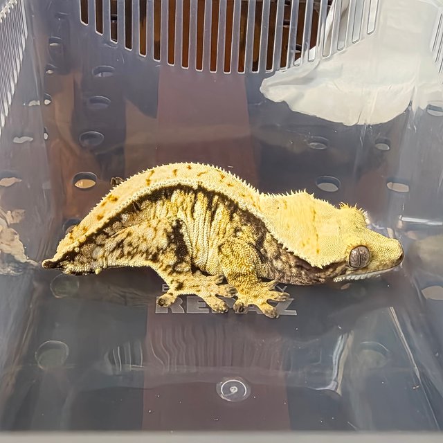 노멀 드리피 익스트림할리퀸 핀스트라이프