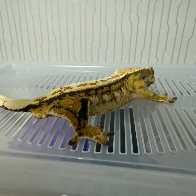 트라이 드리피 익스트림할리퀸 핀스트라이프 노멀