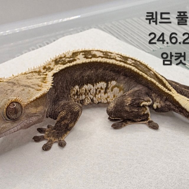 노멀 쿼드 풀핀