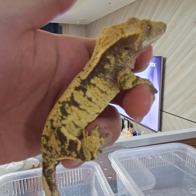 노멀 익스트림할리퀸