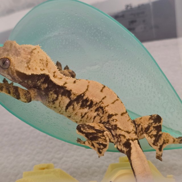 노멀 익스트림할리퀸