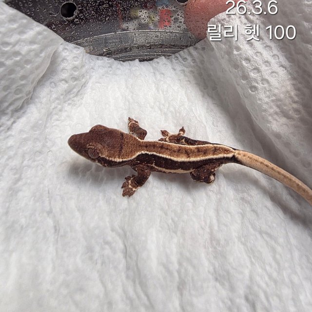 릴리100%헷아잔틱 화이트크라운 화이트핀