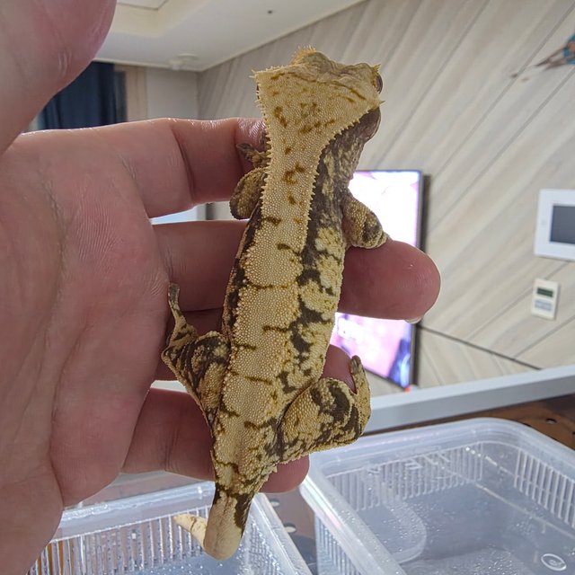 노멀 익스트림할리퀸