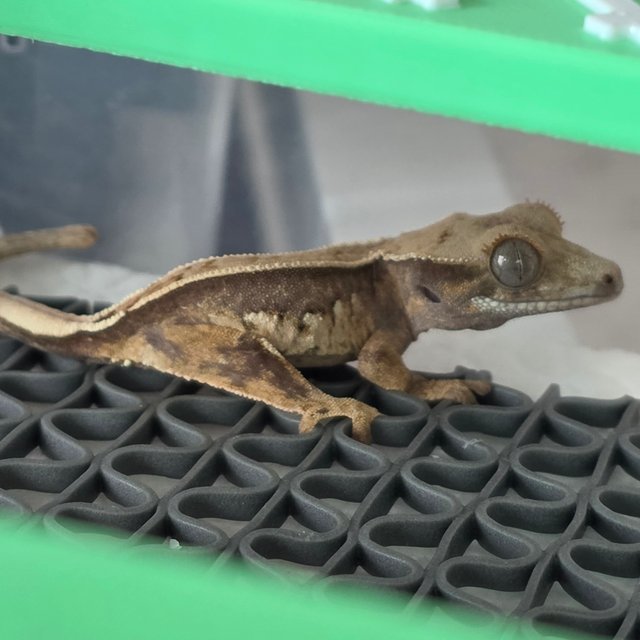 노멀 트라이 쿼드 핀스트라이프