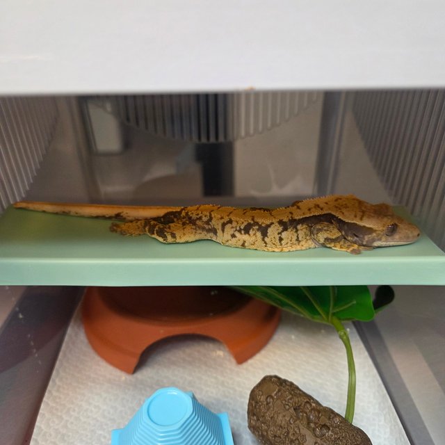 노멀 익스트림할리퀸