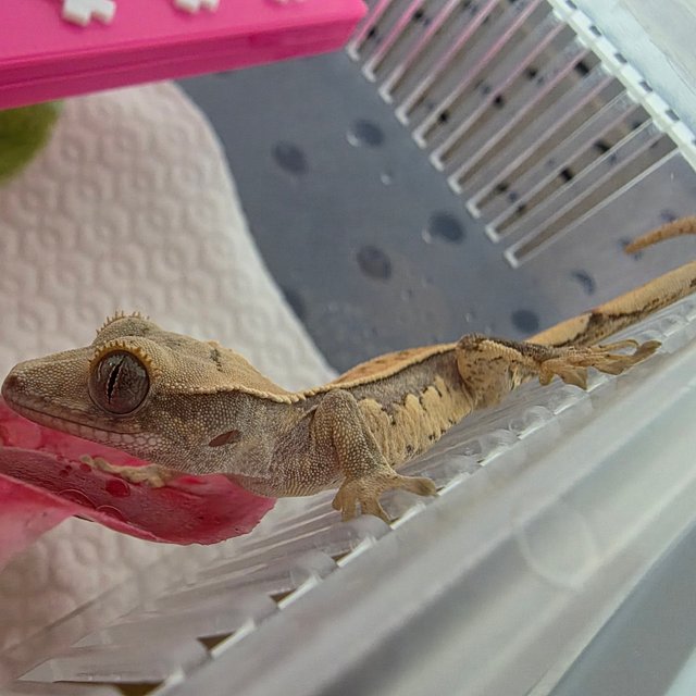 노멀 핀스트라이프 트라이 쿼드