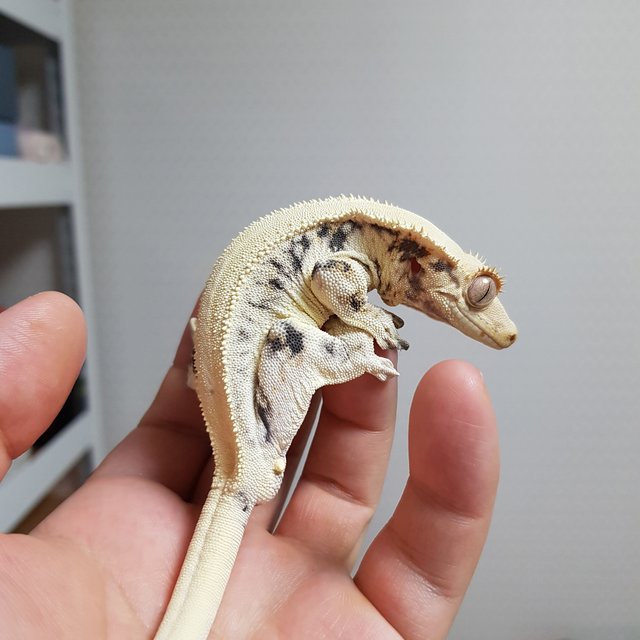 릴리화이트 솔리드백