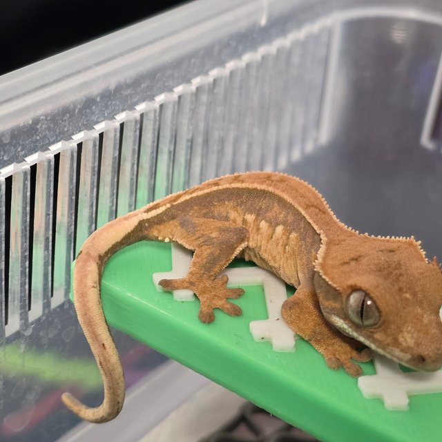 노멀 트라이 쿼드 핀스트라이프