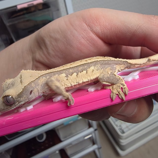 노멀 핀스트라이프 트라이 쿼드