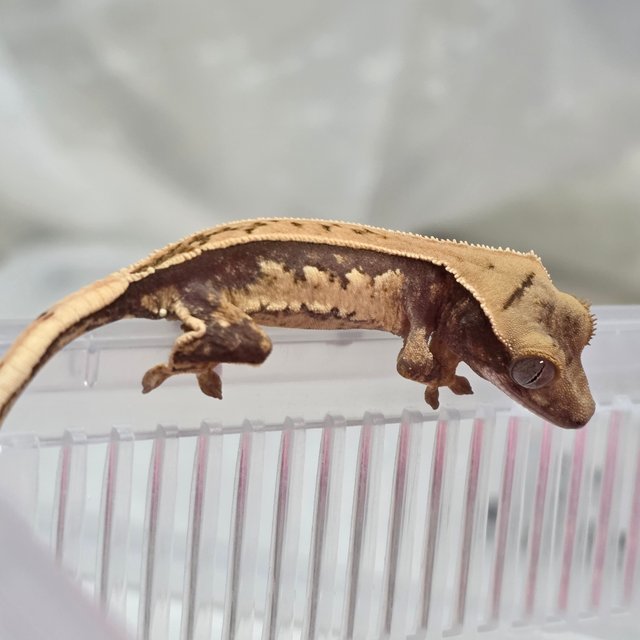 노멀 핀스트라이프 트라이 쿼드