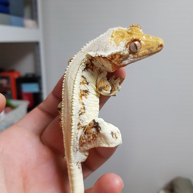 릴리화이트 솔리드백