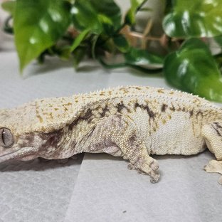 릴리화이트 트라이