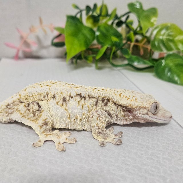 릴리화이트 트라이