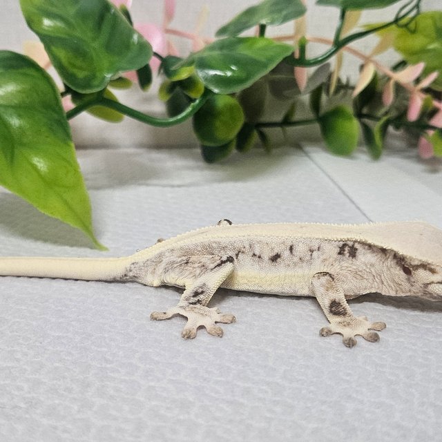 릴리화이트 솔리드백