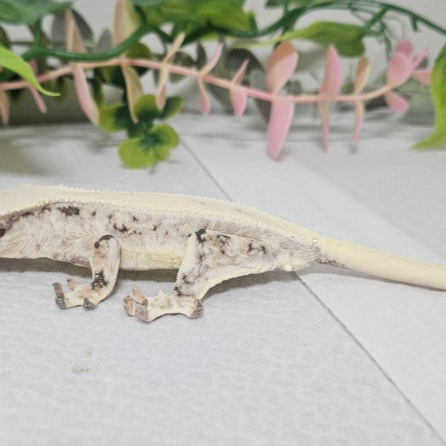 릴리화이트 솔리드백