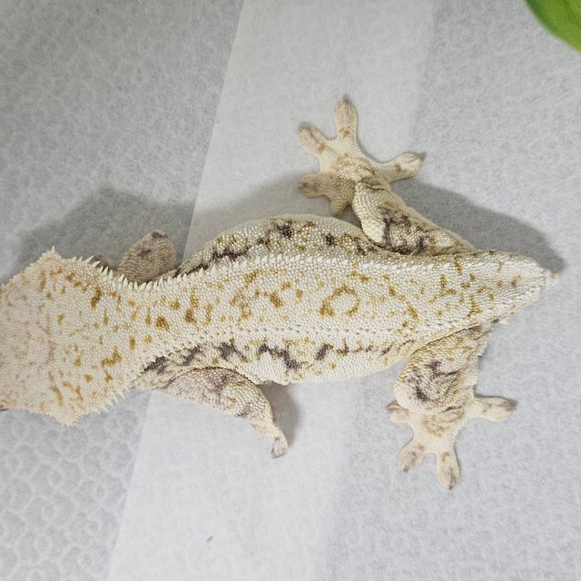 릴리화이트 트라이