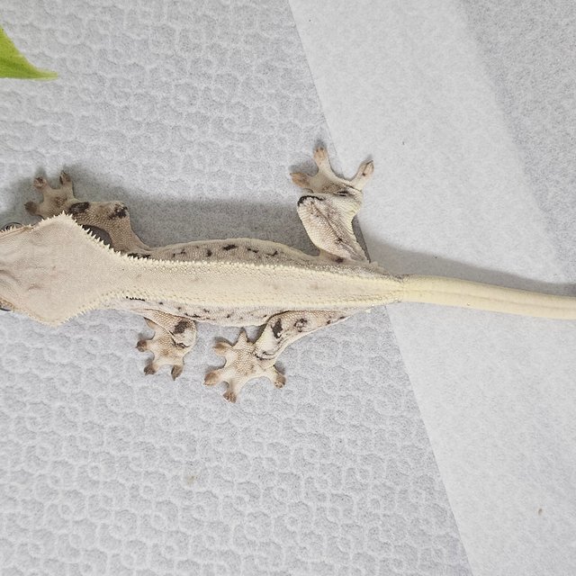 릴리화이트 솔리드백