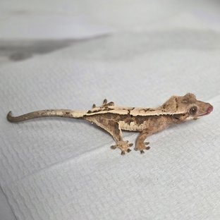 100%헷아잔틱 세이블