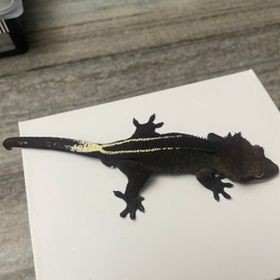 아잔틱 풀핀 챠콜