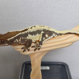 100%헷아잔틱 프라푸치노