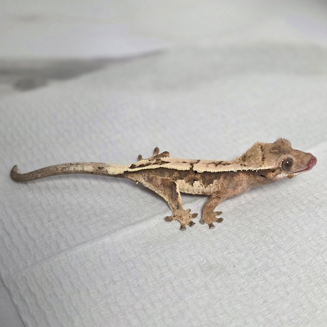 100%헷아잔틱 세이블