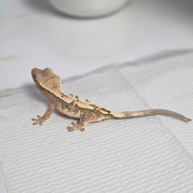 100%헷아잔틱 세이블