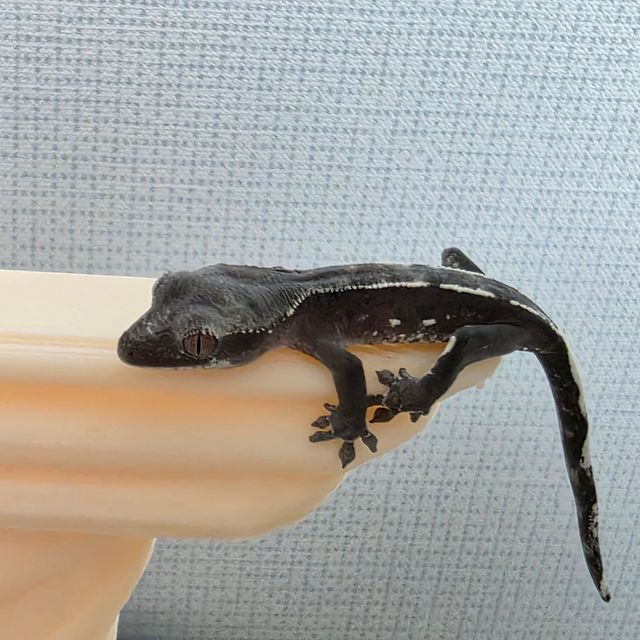 아잔틱 카푸치노