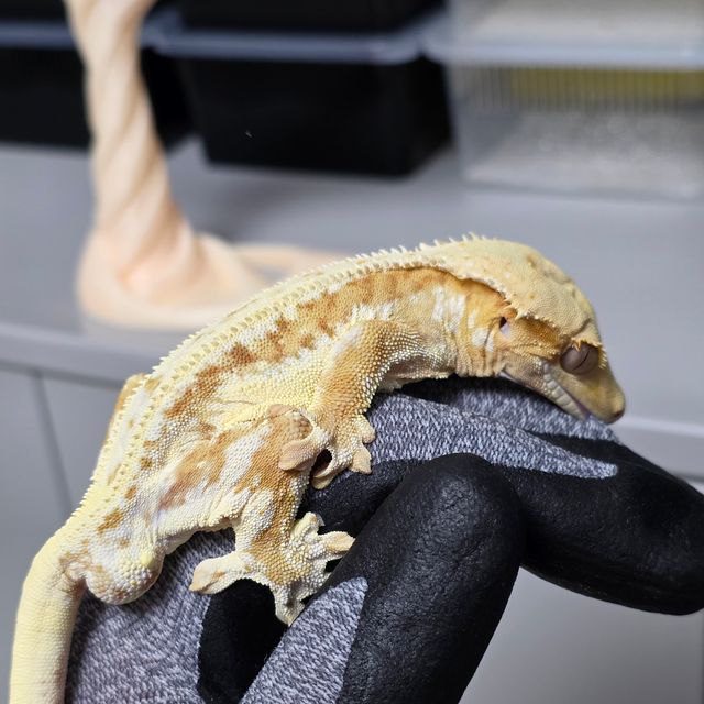 크림시클 릴리화이트