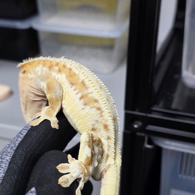 크림시클 릴리화이트