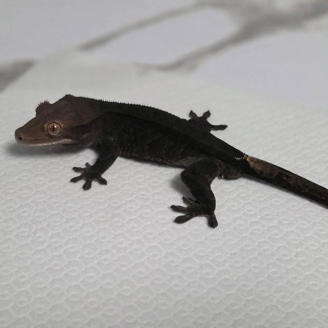 챠콜 팬텀 카푸치노