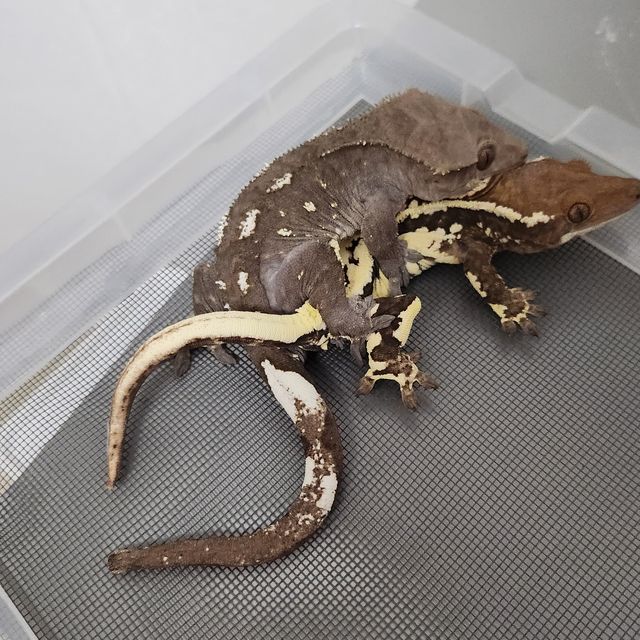 아잔틱