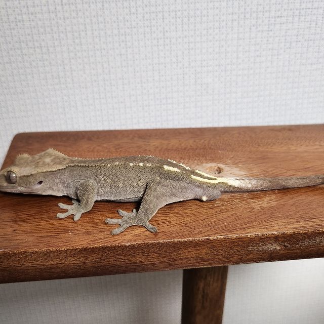 아잔틱