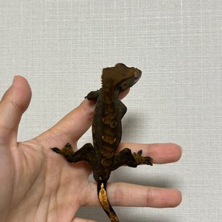 다크 플레임