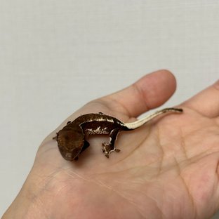 다크 팬텀 챠콜 릴리화이트