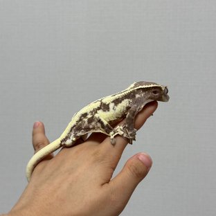 프라푸치노