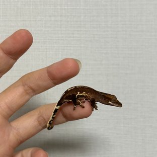 다크 팬텀 챠콜 릴리화이트