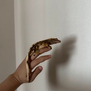 호두