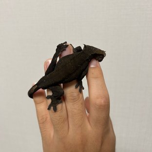 흑탄