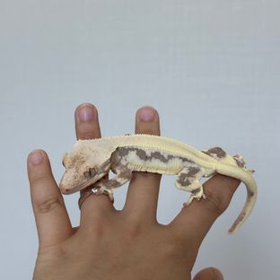 풀핀 릴리화이트