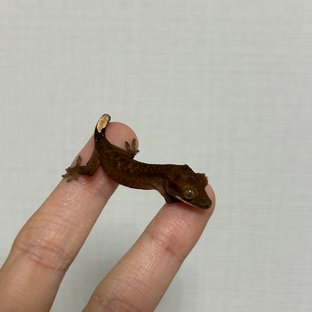 챠콜