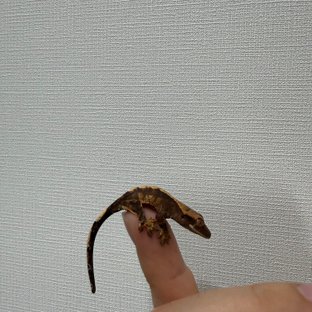 동배
