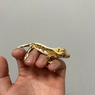 릴리100%헷아잔틱