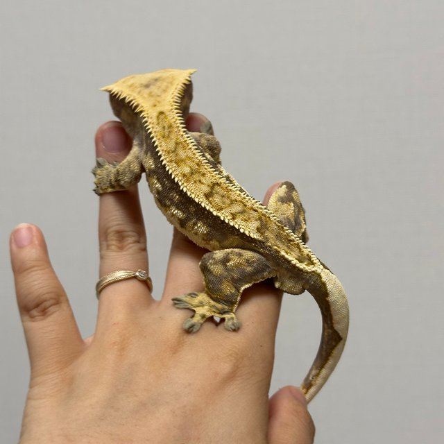 핀스트라이프 트라이