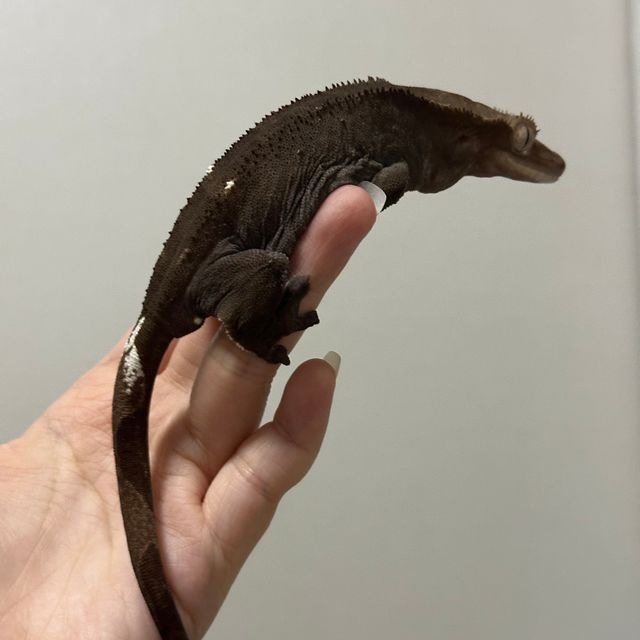 아잔틱