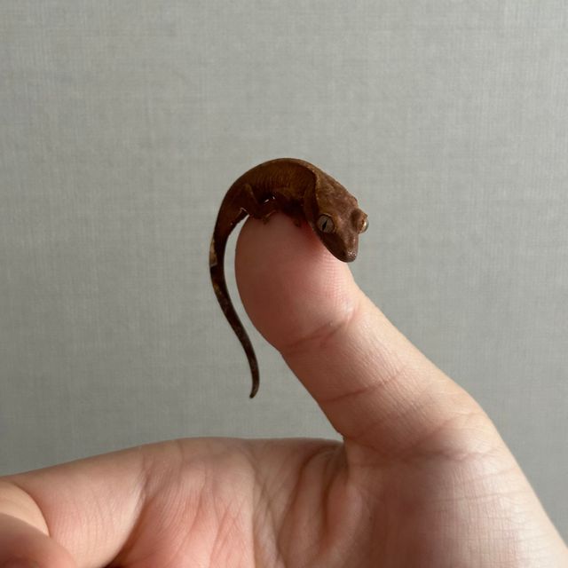다크 챠콜