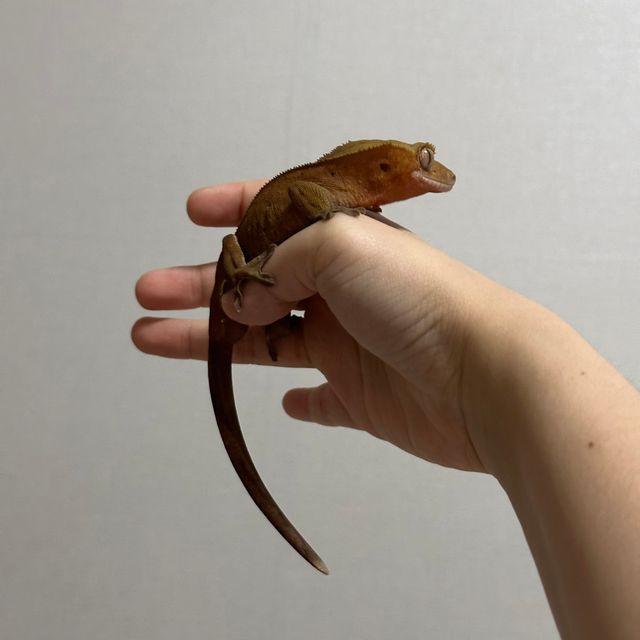 다크 챠콜