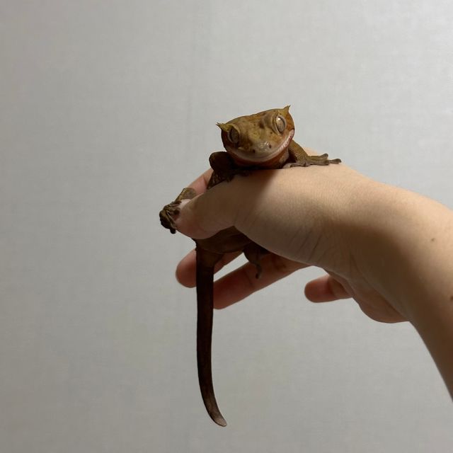 다크 챠콜